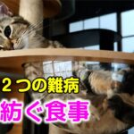 【FIP寛解→糖尿病発症】奇跡の猫ふくまる。飼い主にできること、全部やると決めた。