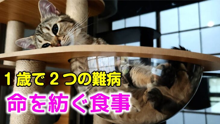 【FIP寛解→糖尿病発症】奇跡の猫ふくまる。飼い主にできること、全部やると決めた。