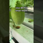 Melon hidroponik sistem NFT tanpa netpot #melonhidroponik #kebunmelon #melon #nftsystem #pertanian