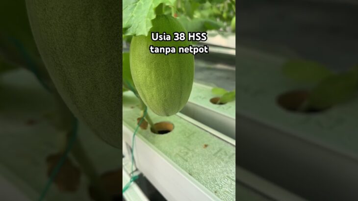 Melon hidroponik sistem NFT tanpa netpot #melonhidroponik #kebunmelon #melon #nftsystem #pertanian