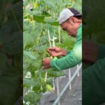 Menggantung buah melon nft