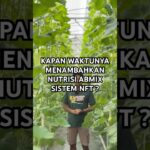 Mengisi nutrisi abmix melon sistem nft #kebunmelon #melon #melonhidroponik #nftsystem