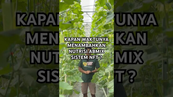 Mengisi nutrisi abmix melon sistem nft #kebunmelon #melon #melonhidroponik #nftsystem