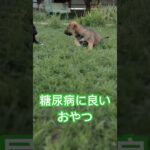 糖尿病でもOK！罪悪感ゼロのおやつ3選