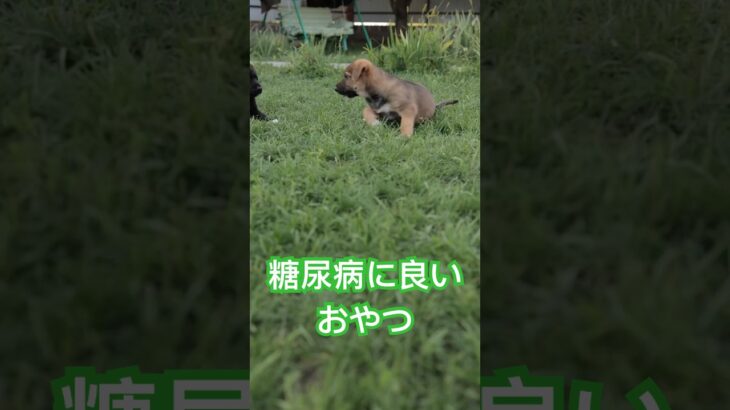 糖尿病でもOK！罪悪感ゼロのおやつ3選