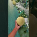 akar melon di instalasi NFT