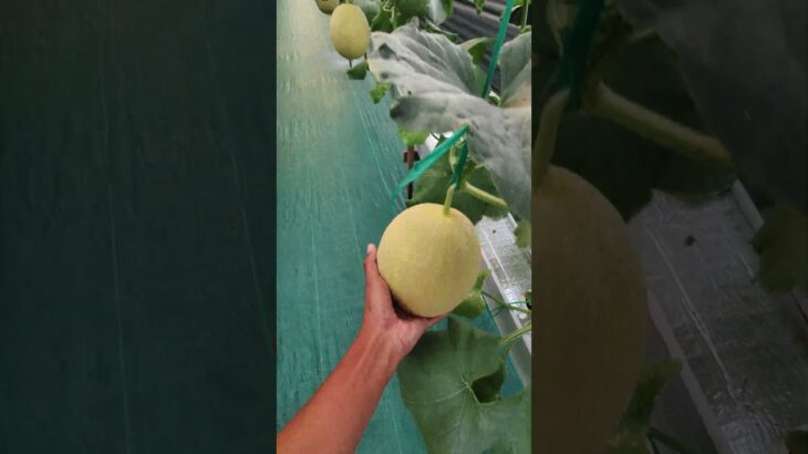akar melon di instalasi NFT
