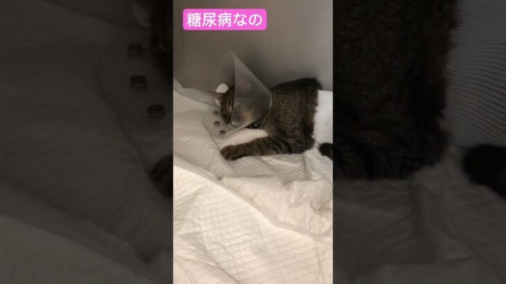 糖尿病なの。悲しいわ #保護ネコ #cat #猫のいる暮らし