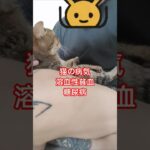 【猫のケア🐱💉💊】溶血性貧血と糖尿病罹患してます #cat #猫 #ねこ #保護猫 #猫のいる暮らし #猫好きさんと繋がりたい #猫好き