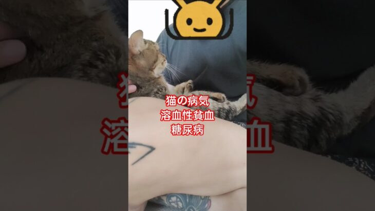 【猫のケア🐱💉💊】溶血性貧血と糖尿病罹患してます #cat #猫 #ねこ #保護猫 #猫のいる暮らし #猫好きさんと繋がりたい #猫好き