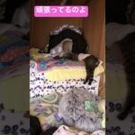 糖尿病でインシュリン数値安定しないのグスン #保護ネコ #cat #猫のいる暮らし