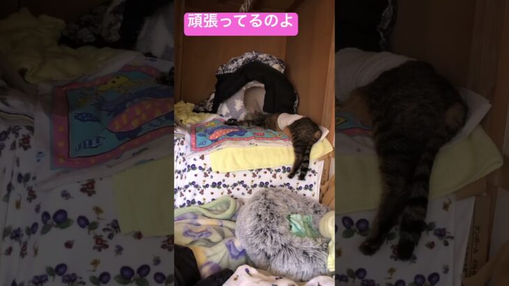 糖尿病でインシュリン数値安定しないのグスン #保護ネコ #cat #猫のいる暮らし