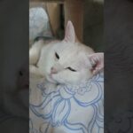 とめの体調#白猫#ﾈｺ#高齢猫#猫#cat #糖尿病#腎不全#animals