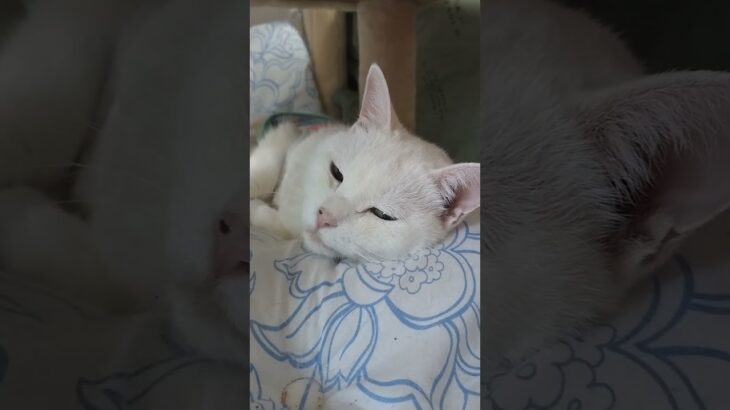 とめの体調#白猫#ﾈｺ#高齢猫#猫#cat #糖尿病#腎不全#animals