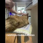 cat#injection#diabetes 猫#注射#糖尿病