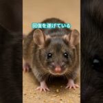 「糖尿病が治ったマウスの奇跡｜iPS細胞が起こした未来の物語」