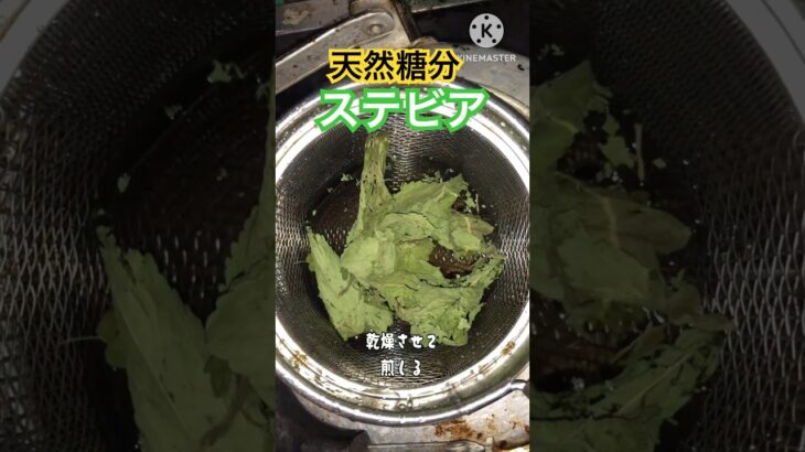 まじで甘かった天然甘味ステビア　#ステビア　#栽培　#糖尿病　#ハーブ　#スーパーフードチャンネル　#よこすか　#shorts