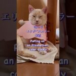 カリシウイルス感染糖尿病猫#subscribe #shortsvideo #shorts #shorts #short #cat #cats #猫 #猫のいる暮らし #ねこ #ネコ #保護猫