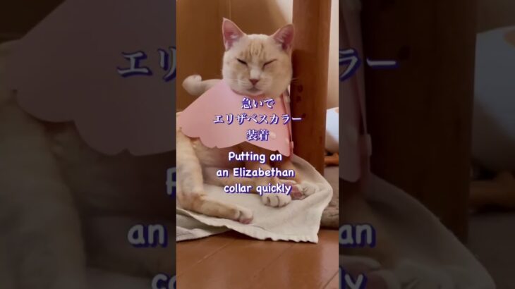 カリシウイルス感染糖尿病猫#subscribe #shortsvideo #shorts #shorts #short #cat #cats #猫 #猫のいる暮らし #ねこ #ネコ #保護猫
