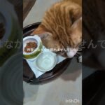 昨夜はなかなか眠れませんでした#糖尿病網膜症#元野良猫