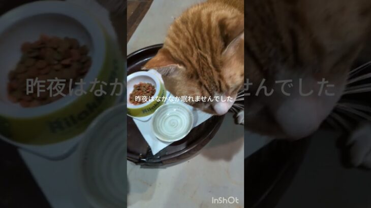 昨夜はなかなか眠れませんでした#糖尿病網膜症#元野良猫