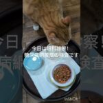 今日は眼科診察です。糖尿病網膜症の経過観察です#糖尿病網膜症 #猫のいる暮らし  #元野良猫