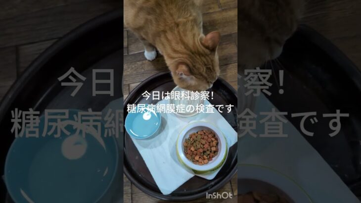 今日は眼科診察です。糖尿病網膜症の経過観察です#糖尿病網膜症 #猫のいる暮らし  #元野良猫