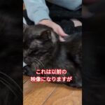 ポンちゃん糖尿病のインスリン注射 #猫のいる暮らし #保護猫 #糖尿病