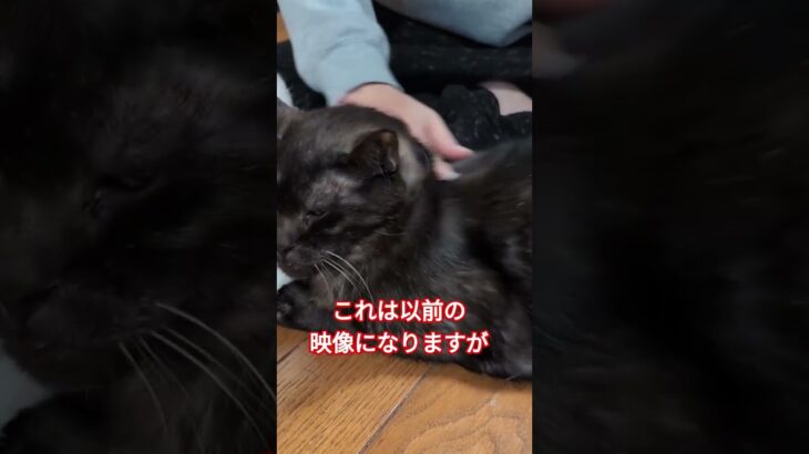 ポンちゃん糖尿病のインスリン注射 #猫のいる暮らし #保護猫 #糖尿病