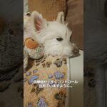 糖尿病おじいちゃん🐶パオ