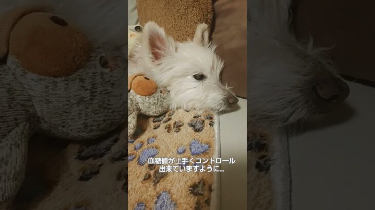 糖尿病おじいちゃん🐶パオ
