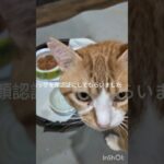 携帯のロックを顔認証にしてもらいましま#糖尿病網膜症 #猫のいる暮らし  #元野良猫