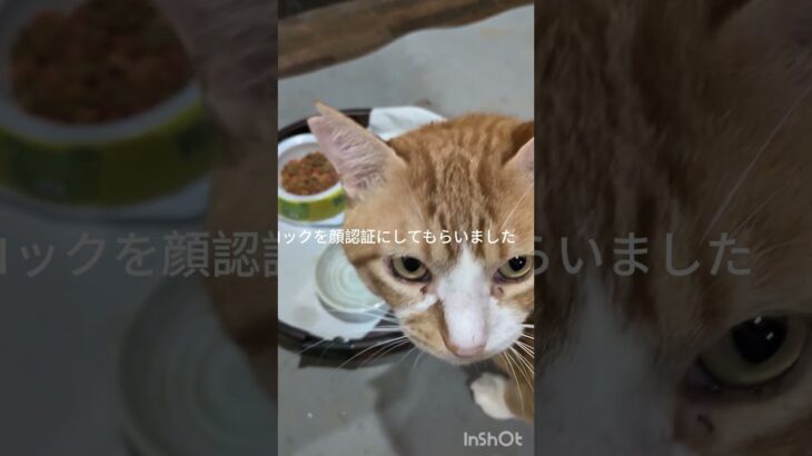携帯のロックを顔認証にしてもらいましま#糖尿病網膜症 #猫のいる暮らし  #元野良猫