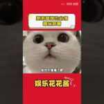 原來貓咪也會得糖尿病啊