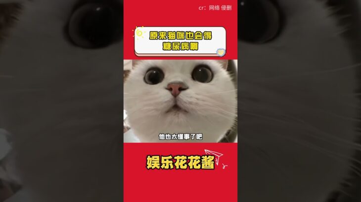 原來貓咪也會得糖尿病啊