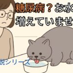 【獣医師が解説】猫の糖尿病ストーリー｜気づきから治療までの記録