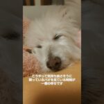 糖尿病おじいちゃん🐶パオ