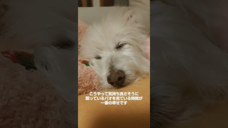 糖尿病おじいちゃん🐶パオ