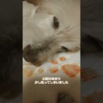 糖尿病おじいちゃん🐶パオ