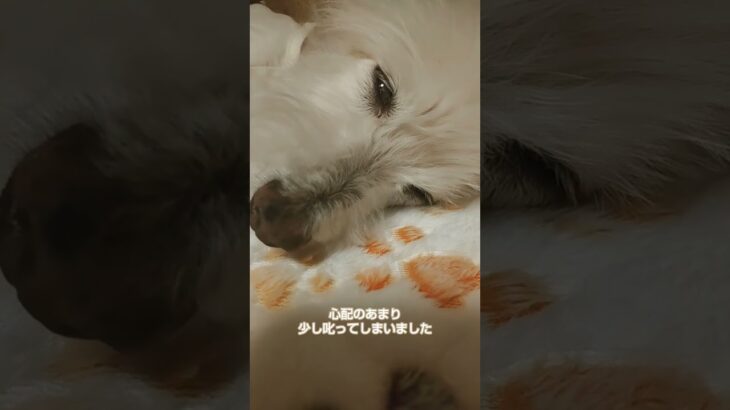 糖尿病おじいちゃん🐶パオ