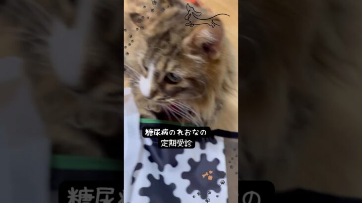 糖尿病のれおな。最近の尿量が気になり相談しました！