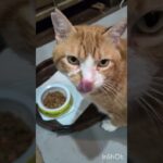 毎日暑くて何をたべるやら、コチャは変わらよね#糖尿病網膜症 #猫のいる暮らし  #元野良猫