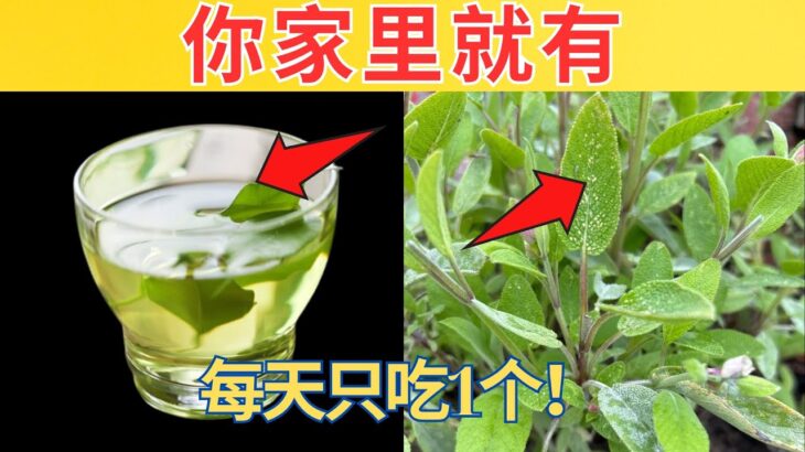 奇蹟！一片叶子击退糖尿病、坏胆固醇和大肚腩！