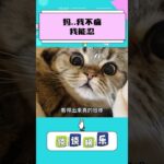原来猫猫也会得糖尿病