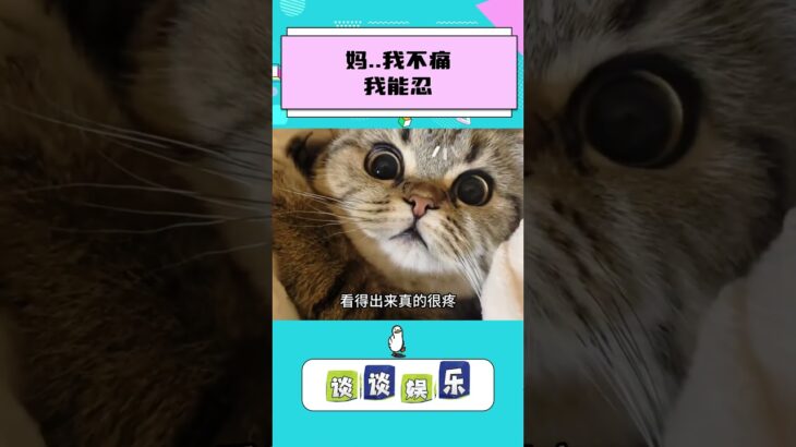 原来猫猫也会得糖尿病