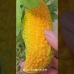 【1分で糖尿病予防認知症予防豆知識】ゴーヤは緑から黄色になると栄養どうなるの？#ダイエット #健康#ゴーヤ#認知症予防#糖尿病#糖尿病予防#沖縄#沖縄料理#雑学#豆知識#インスリン#老化予防#夏野菜