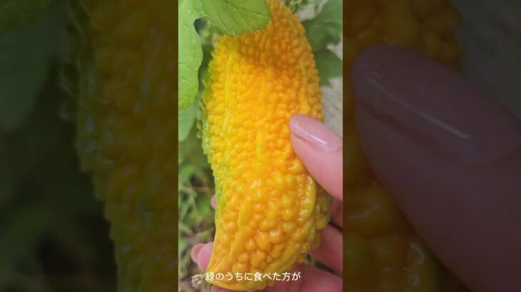 【1分で糖尿病予防認知症予防豆知識】ゴーヤは緑から黄色になると栄養どうなるの？#ダイエット #健康#ゴーヤ#認知症予防#糖尿病#糖尿病予防#沖縄#沖縄料理#雑学#豆知識#インスリン#老化予防#夏野菜