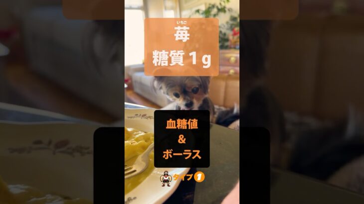 【1型糖尿病】熊と苺#どこでもボーラス #インスリンポンプ#ノボペンは要らない＃重ねうち＃デックスコムG7＃オムにポッドダッシュ#ループアプリ