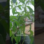 1 HST Melon inthanon & fujisawa nft hidroponik