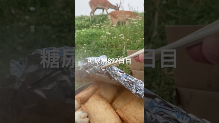 材料費2000円のおでん🍢霧多布岬で作って食べた糖尿病897日目食事記録 #おでん #霧多布  #糖尿病の品格 #糖尿病 #心筋梗塞 #血糖値 #hba1c #しか